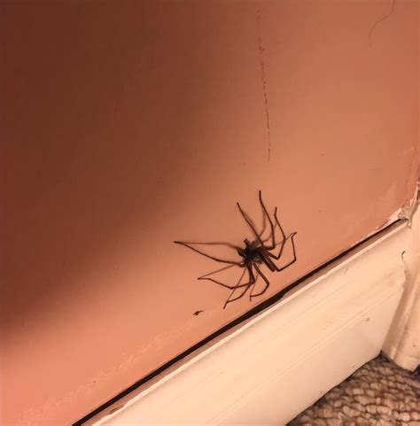 陳伯兒子 為何家裡有蜘蛛